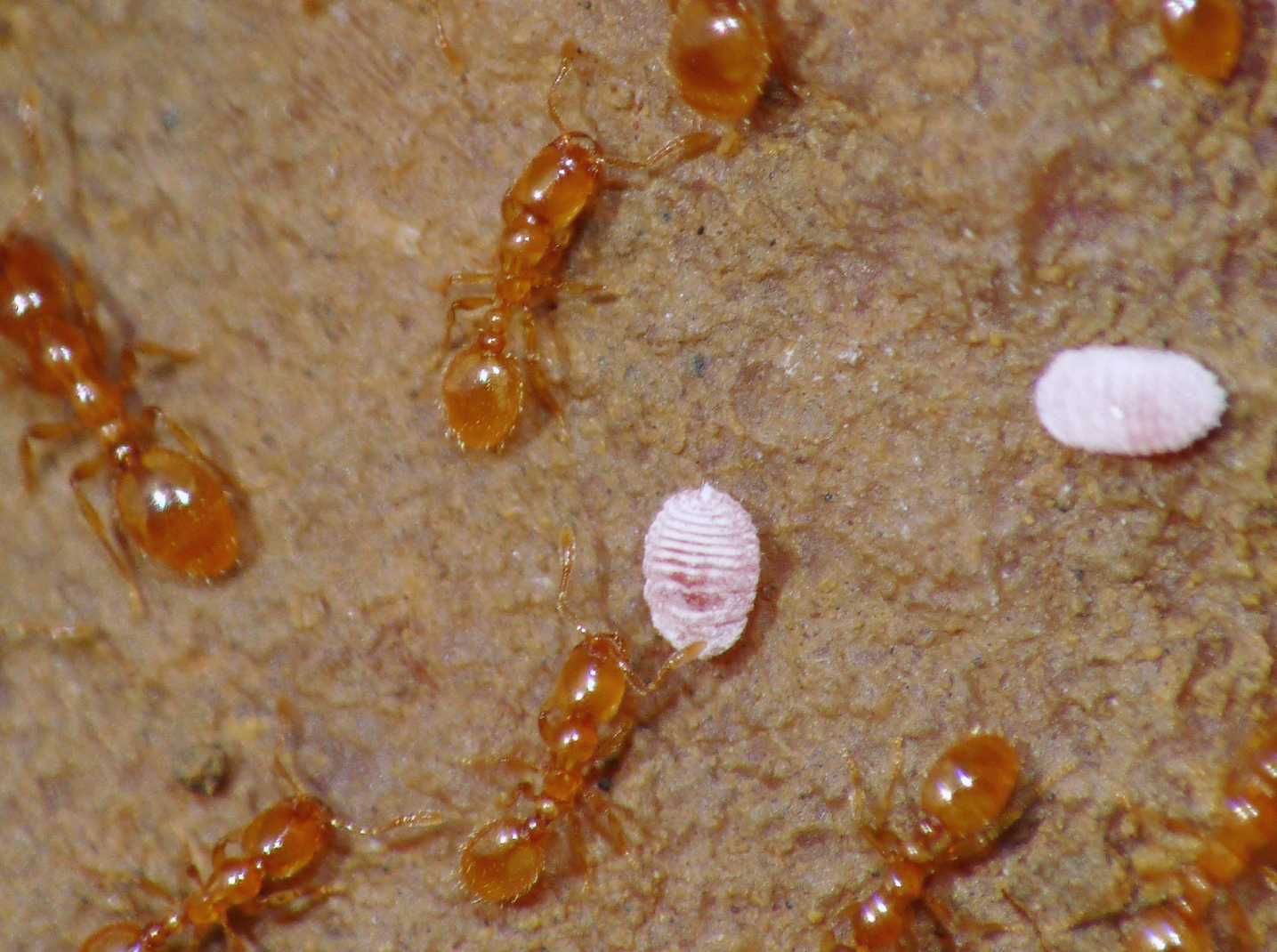 Ospiti delle formiche Solenopsis (Micrococcus Leonardi?)